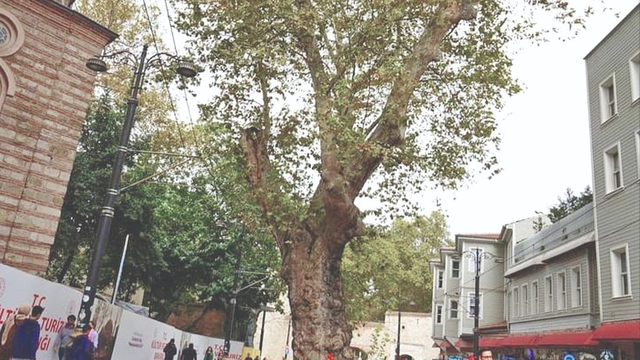 Taşlı çınar ağacı 423 yaşında