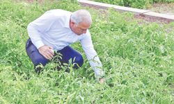 Ergün Turan: Kent bahçelerimiz en sevilen proje oldu