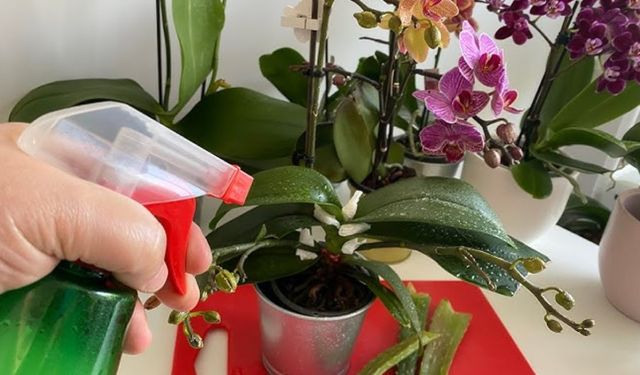 Solan orkideyi canlandıran bakım tüyosu! Çiçek coşacak