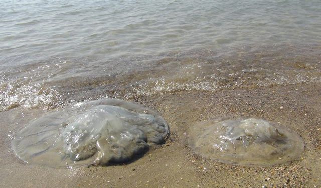 Mersin sahillerini deniz anaları bastı