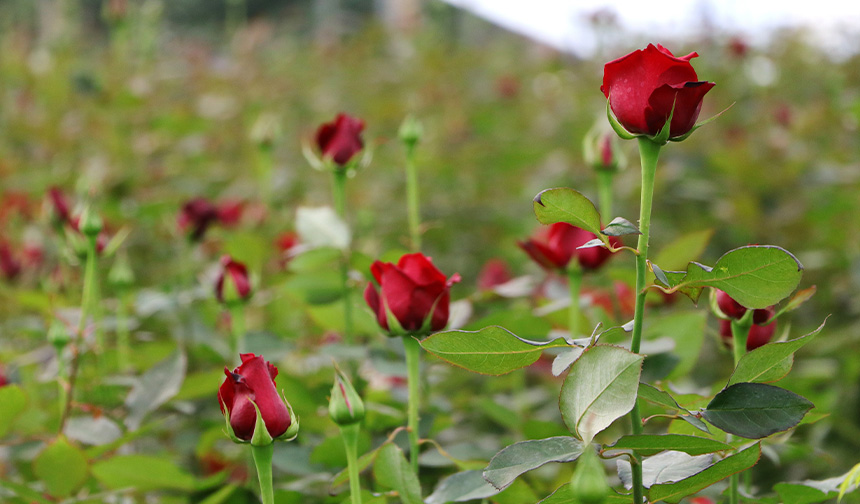 14 Şubat Sevgililer Günü'ne az bir zaman kala, çiçekçiler satış potansiyelinin yüksek olduğu bu özel gün için hazırlıklarını hızla sürdürüyorlar. Özellikle kırmızı güllerin alınmasıyla özdeşleşen bu özel gün öncesinde, Adana'nın Yüreğir ilçesindeki gül seralarında yoğun bir hasat dönemi yaşanıyor. 