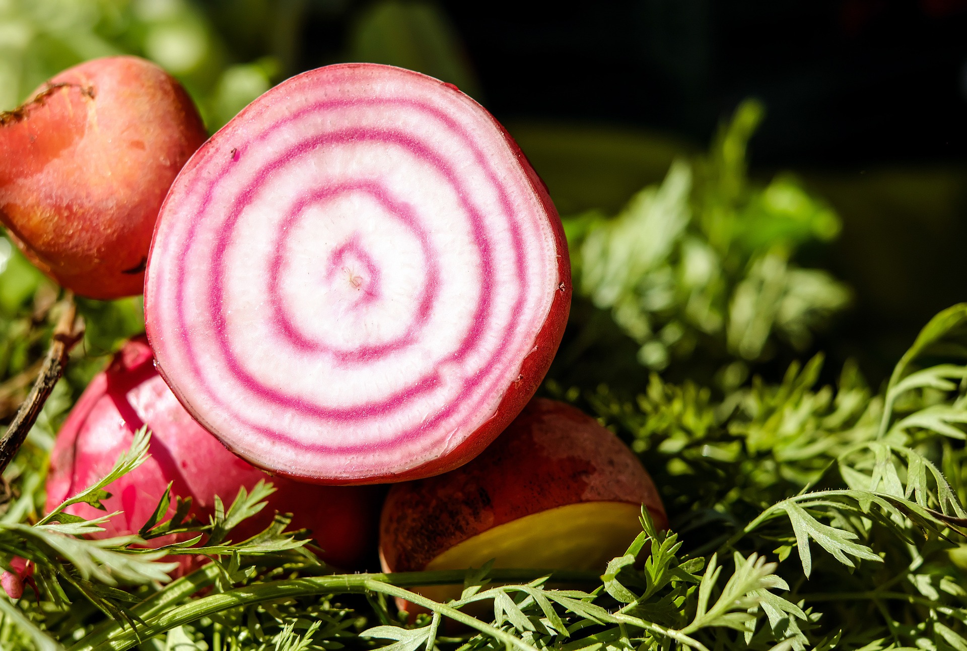 beetroot-gce63ff78a_1920