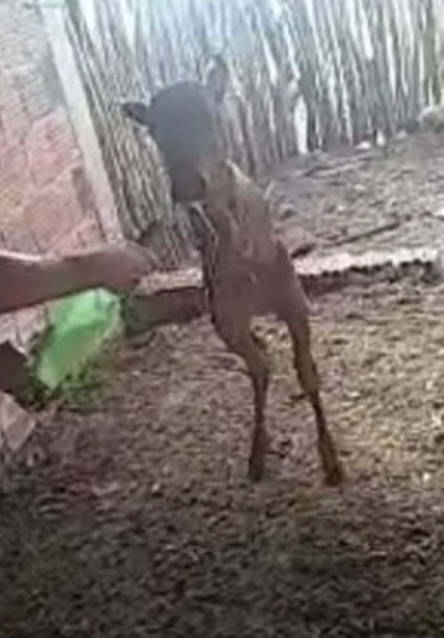 1_Kangaroo-like-calve-born-with-just-back-legs (1)