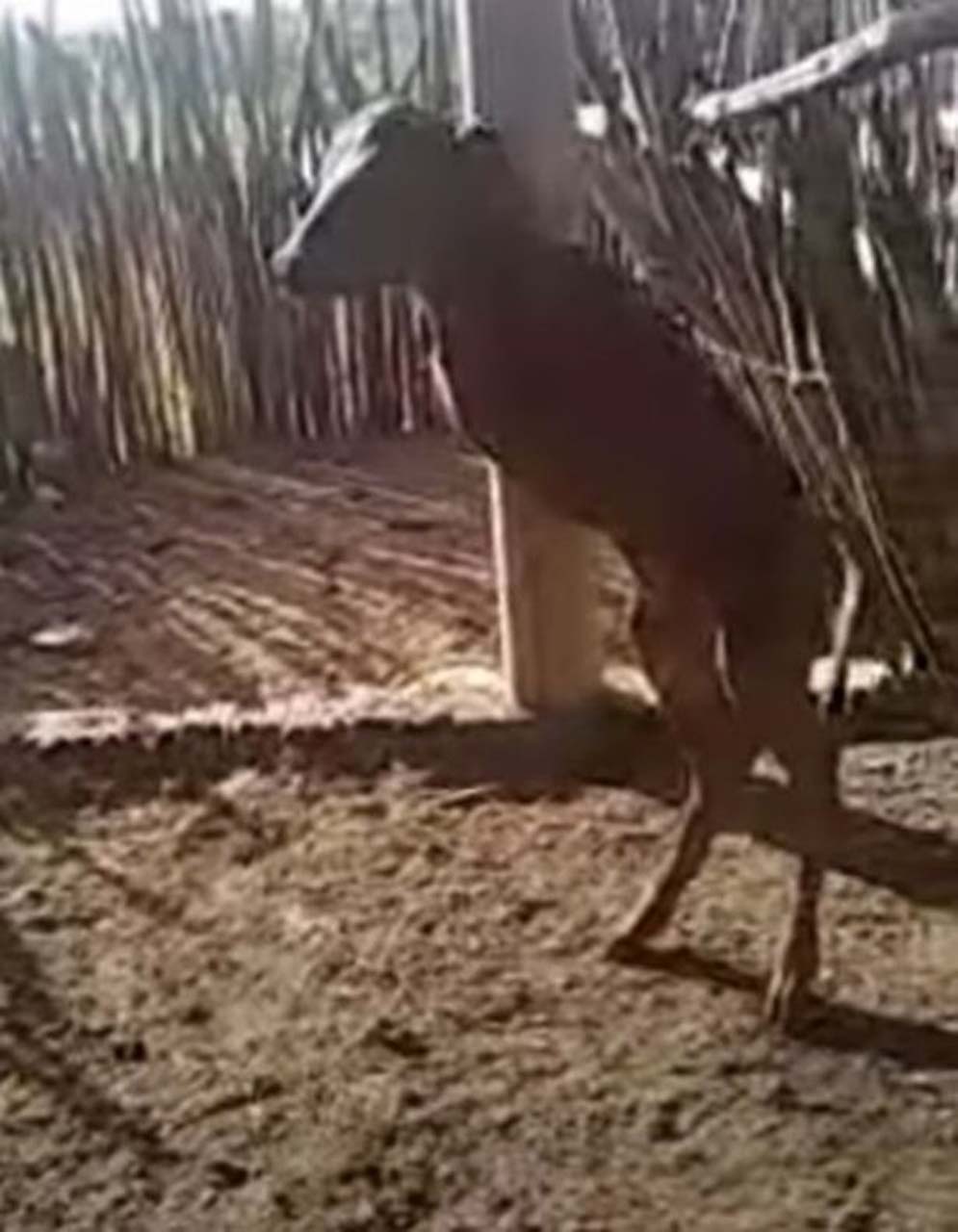 1_Kangaroo-like-calve-born-with-just-back-legs