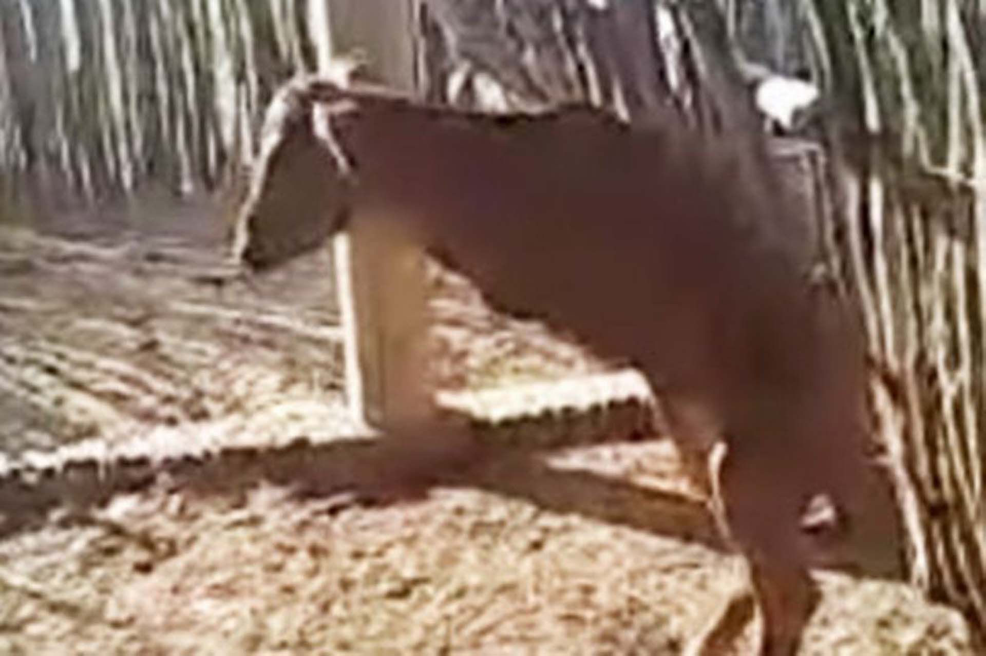 4_Kangaroo-like-calve-born-with-just-back-legs