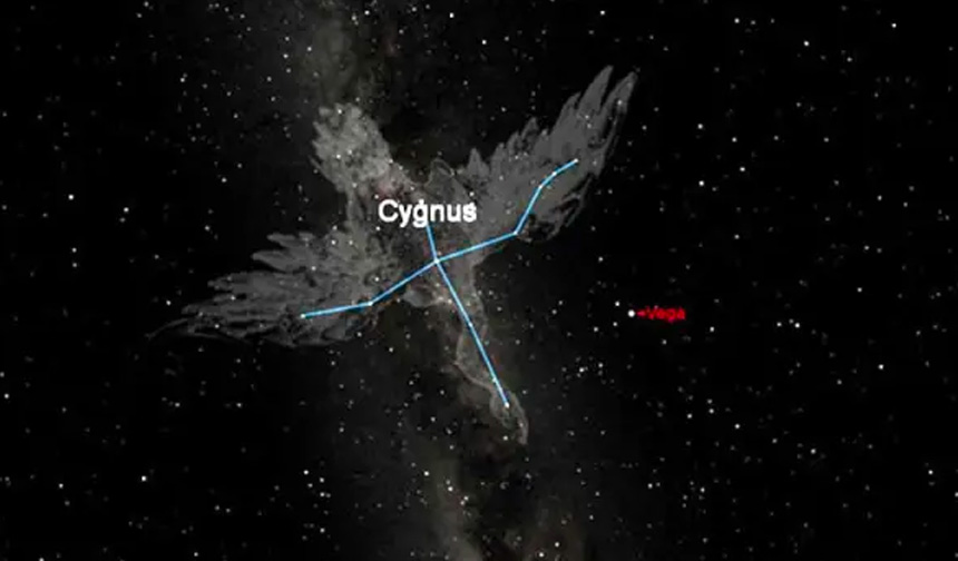 cygnus