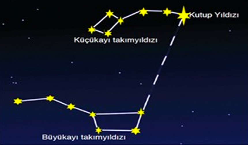 kücük-ayı